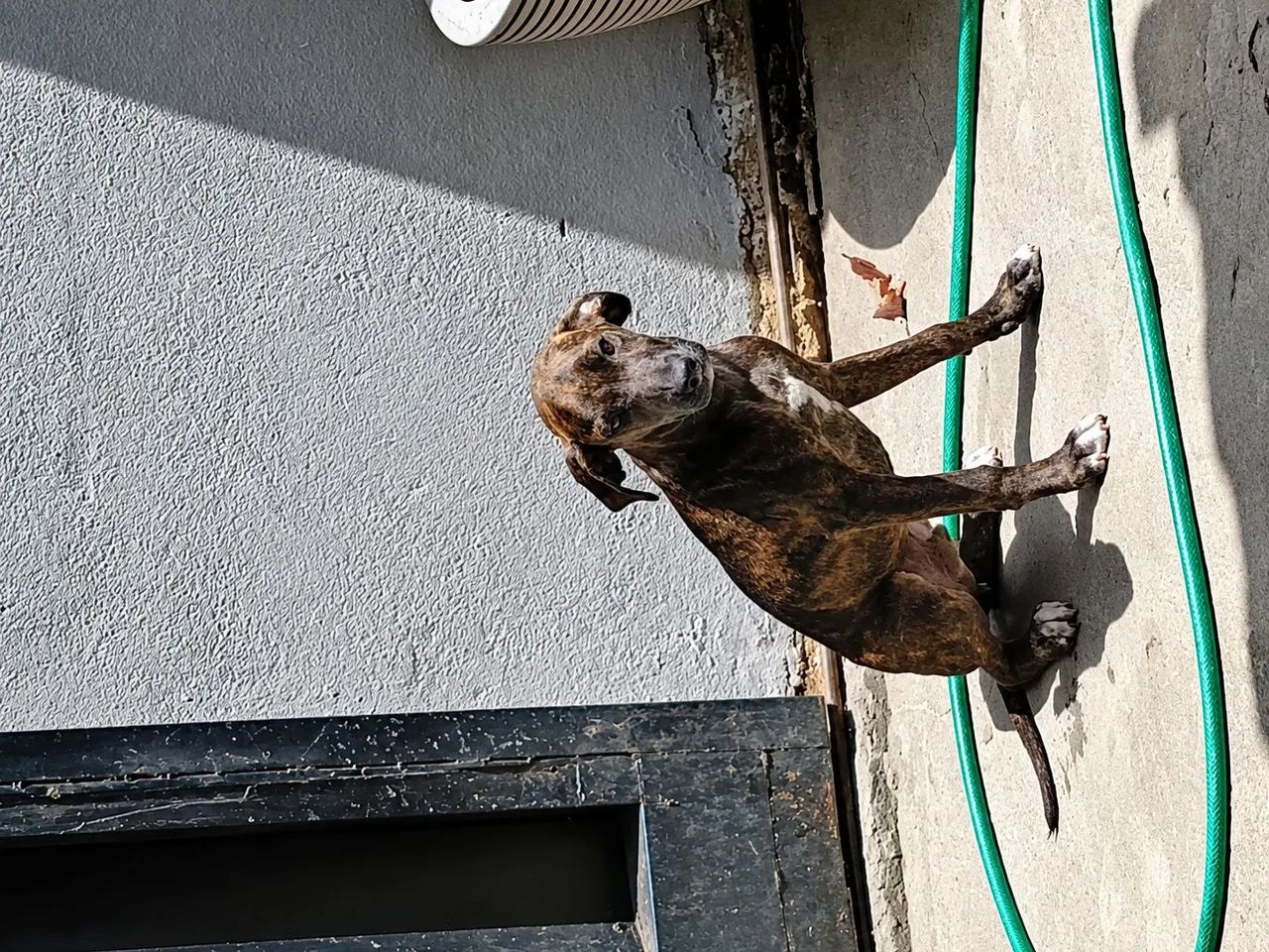 FILHOTE MACHO PARA DOAÇÃO - Foto 2