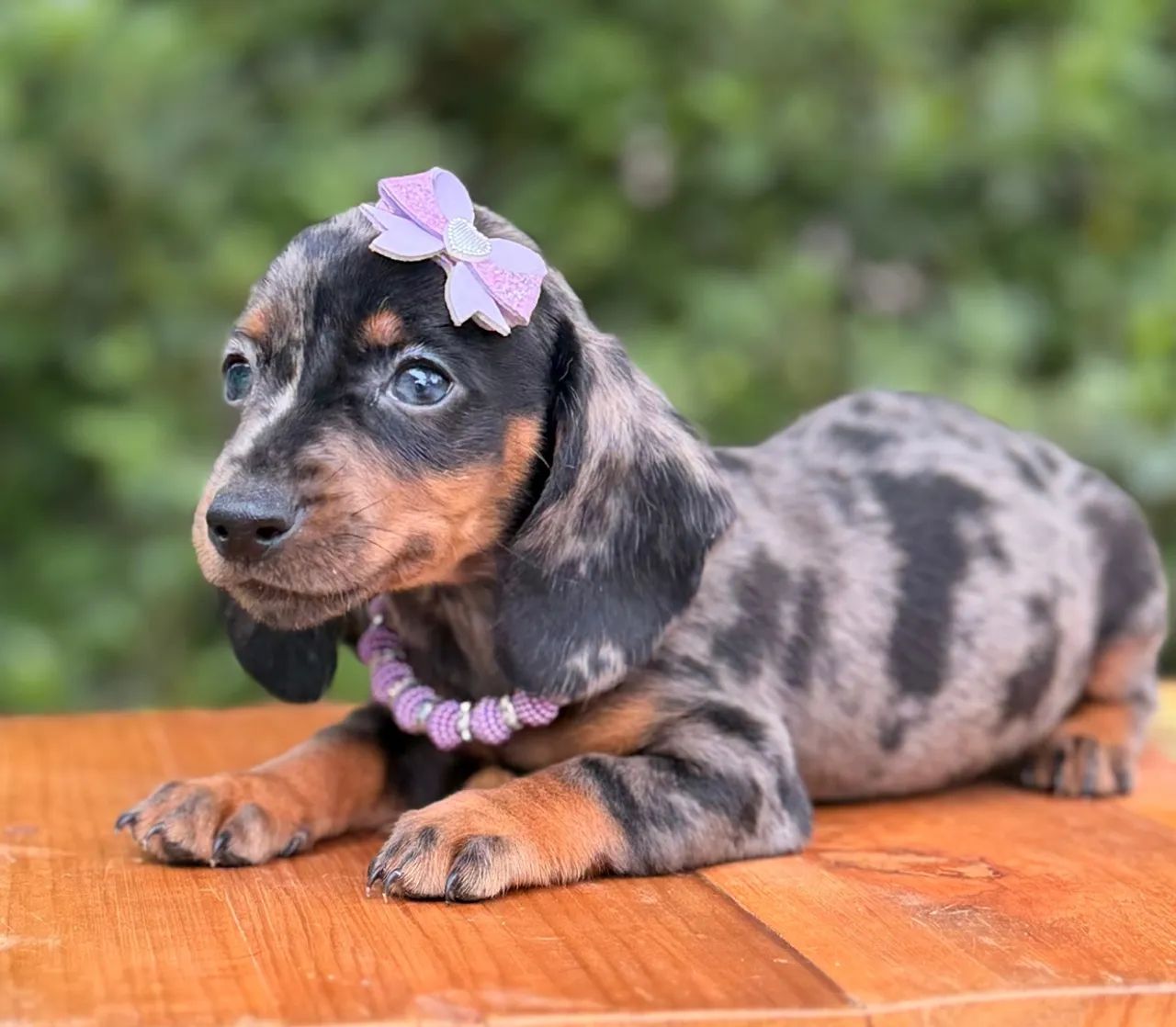 Linguicinha Dachshund  - Foto 5
