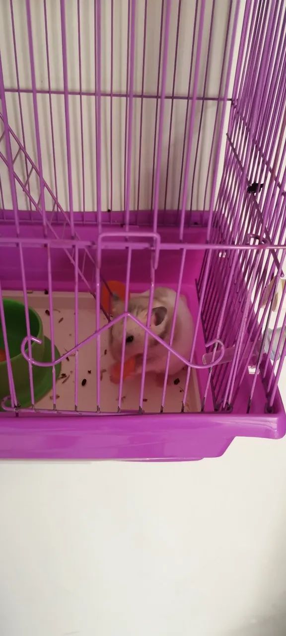 Vendo gaiola para hamster  - Foto 4