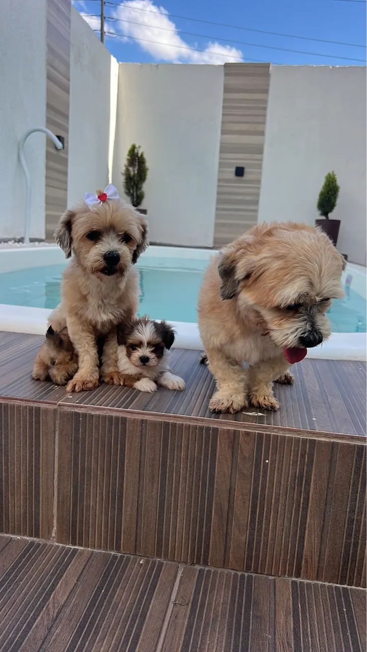 Filhotes lhasa apso - Foto 4