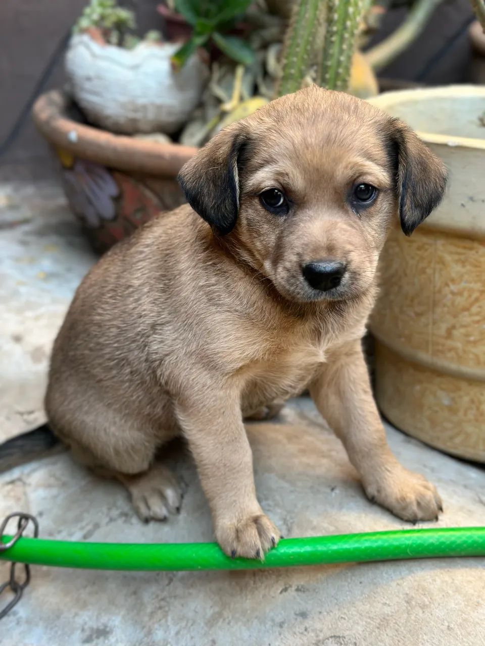 Cachorro para adoção  - Foto 2
