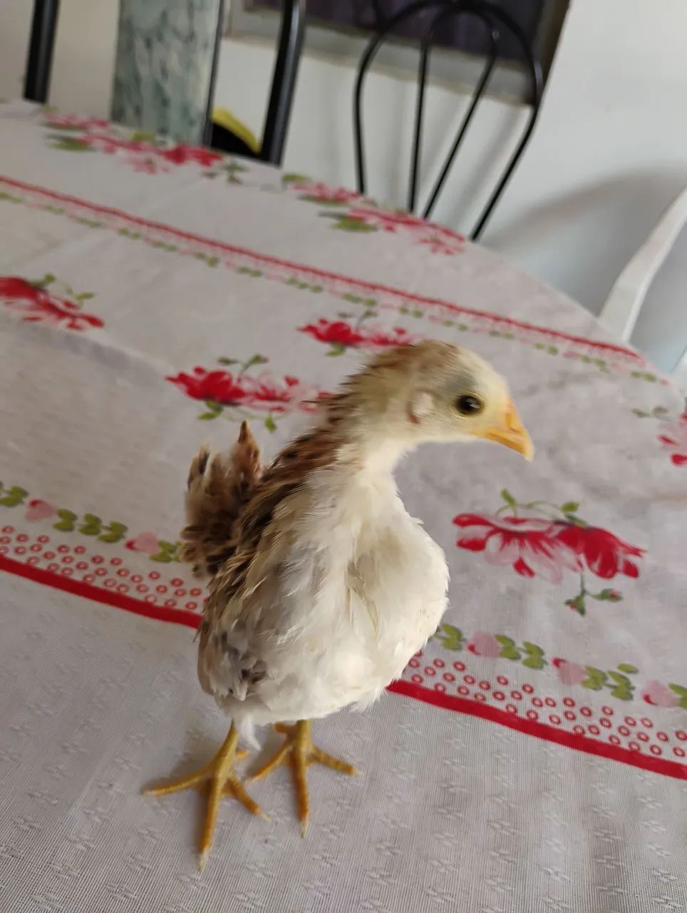 Pintinhos Serámas  - Foto 2