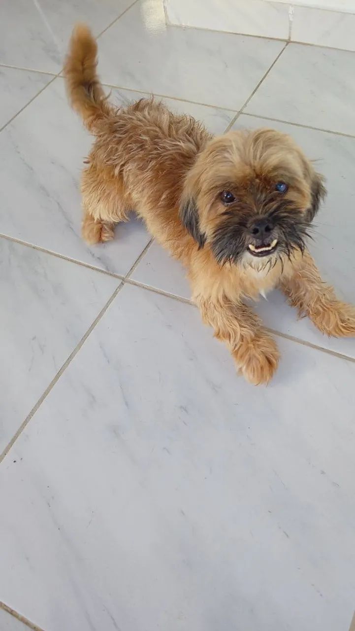 Cachorrinho encontrado 