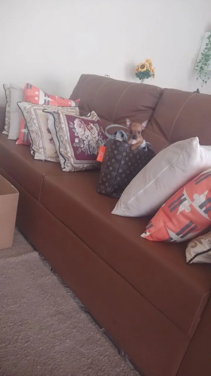 Pinscher zero fêmea pronta entrega 