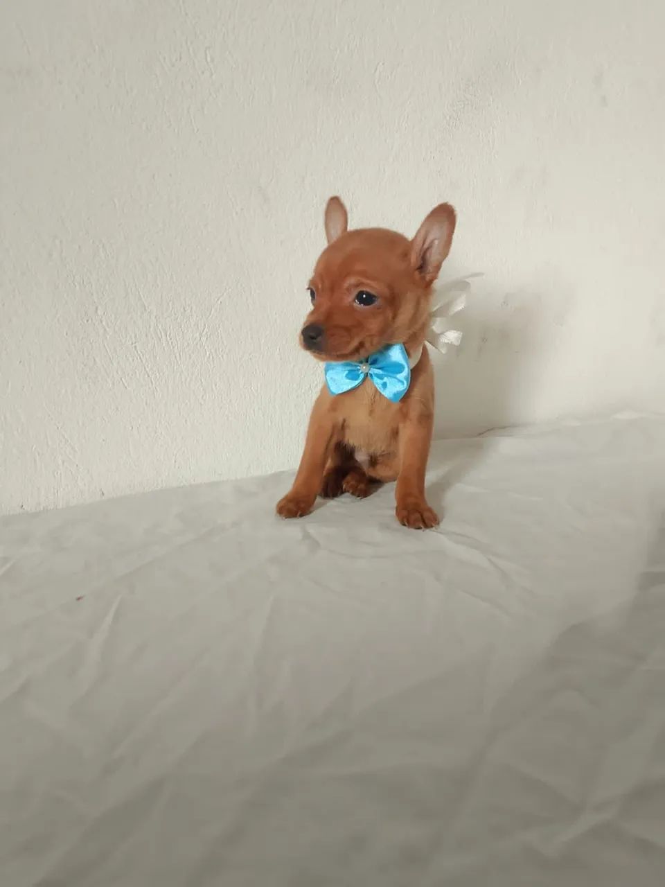 Pinscher vacinado e vermifugado 80 dias 
