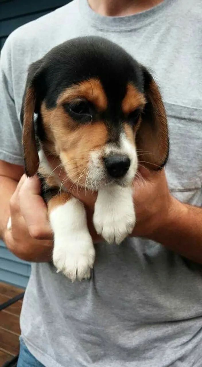 Beagle puro 