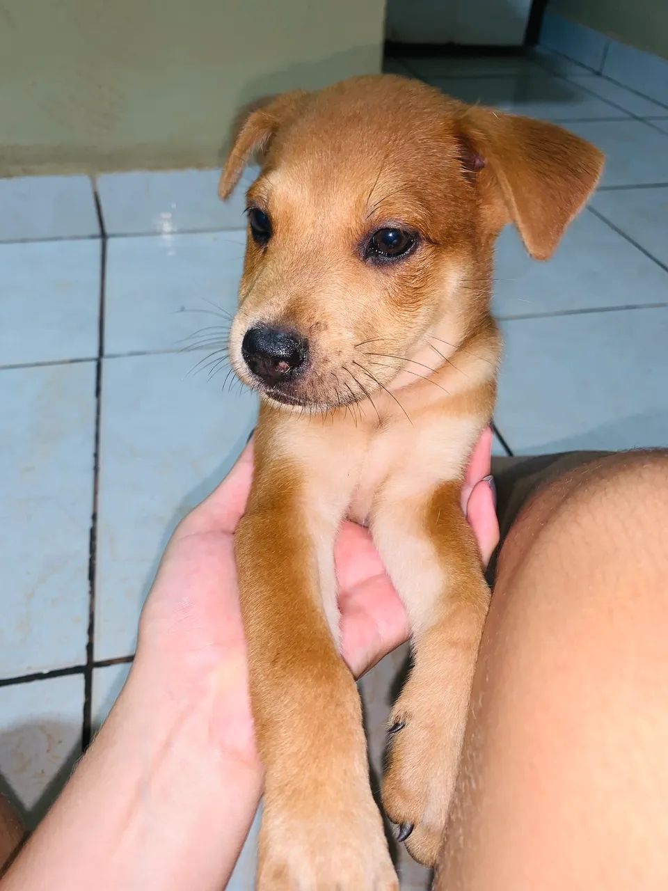 Pitchow - Foto 2