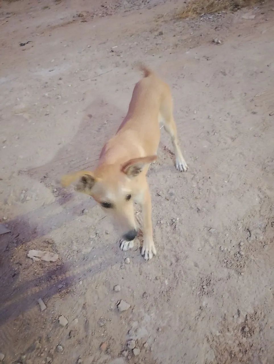 Animais  - Foto 2