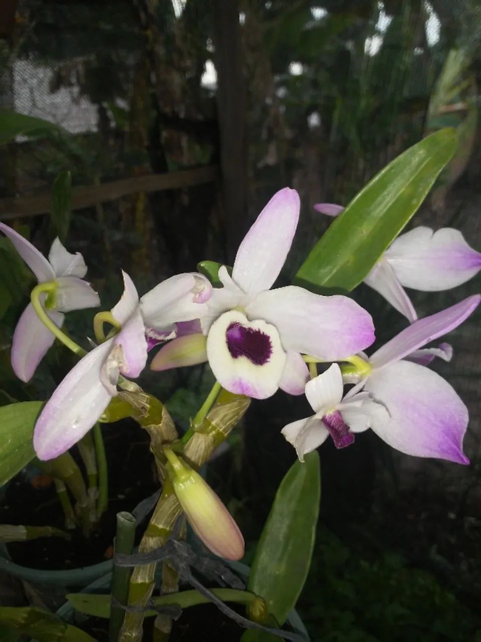 Orquídeas e Cachepot - Foto 3