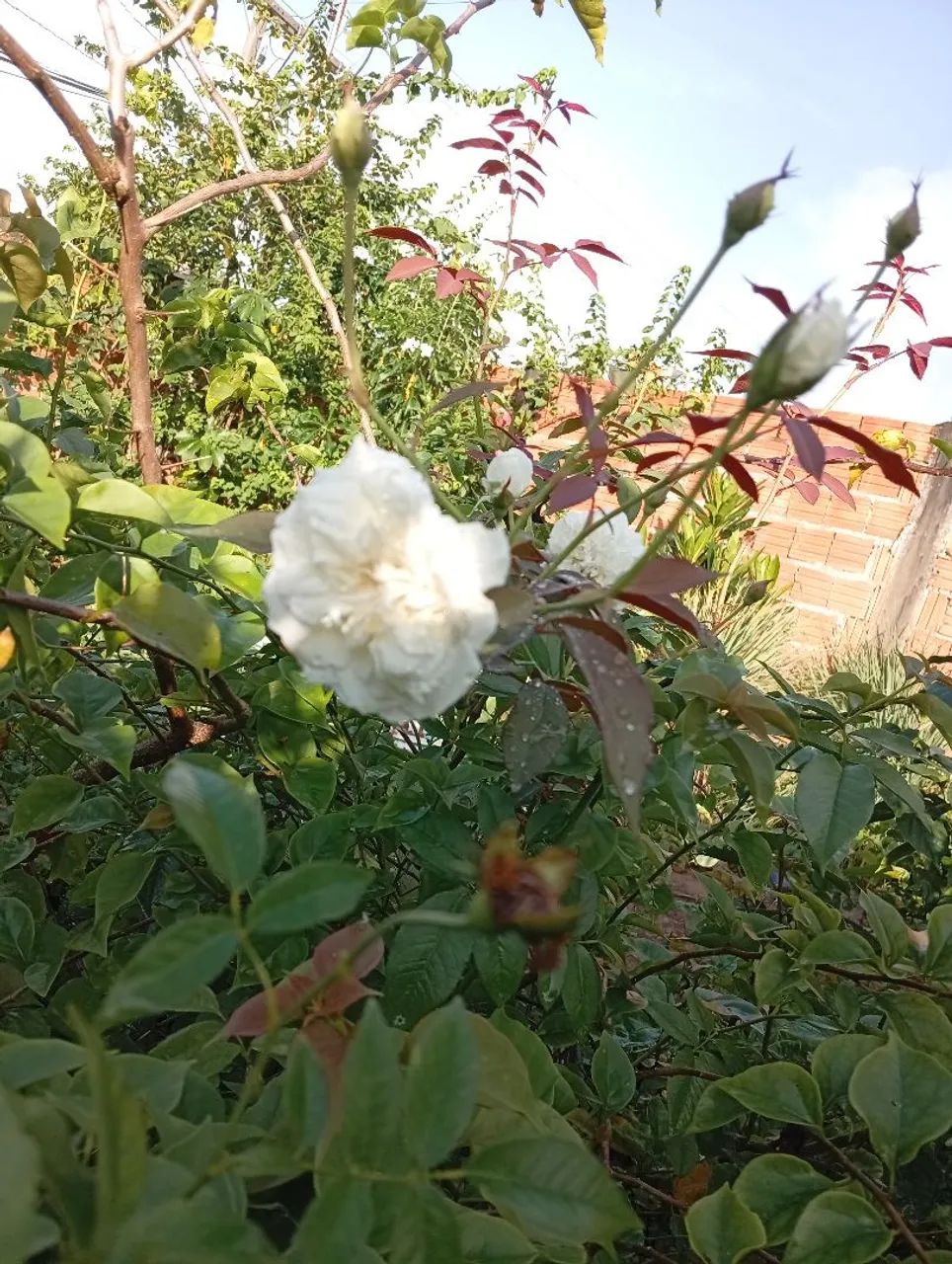 Vende-se plantas  - Foto 2