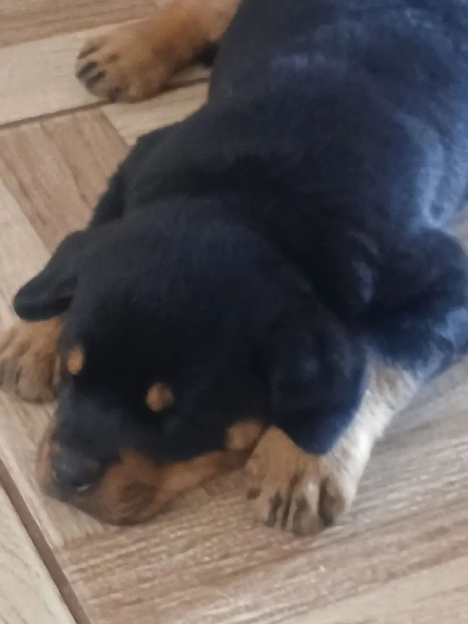 Rottweiller  - Foto 2