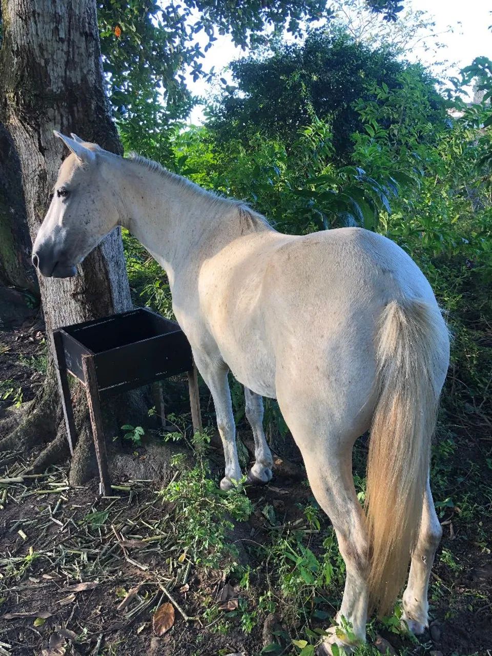 Cavalo capado, de pisada e manso pra qualquer criança montar  - Foto 2