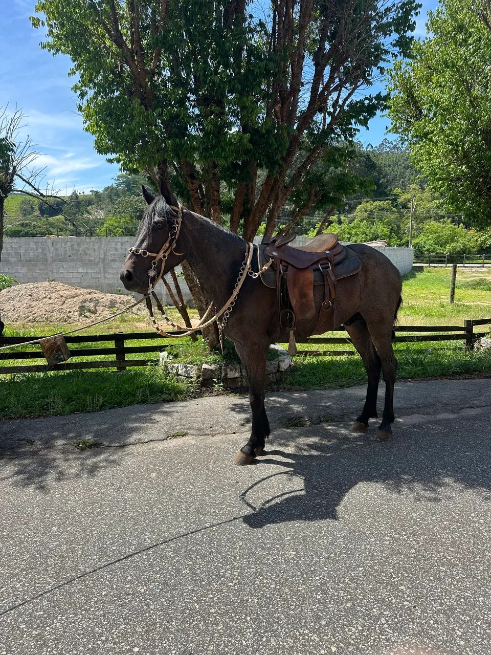 Potro marcha picada  - Foto 4
