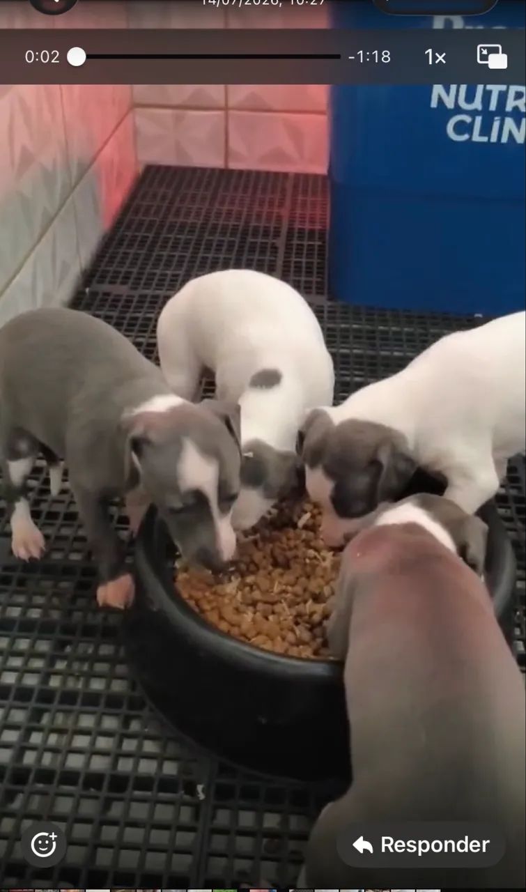 Galgo Italiano - Foto 3