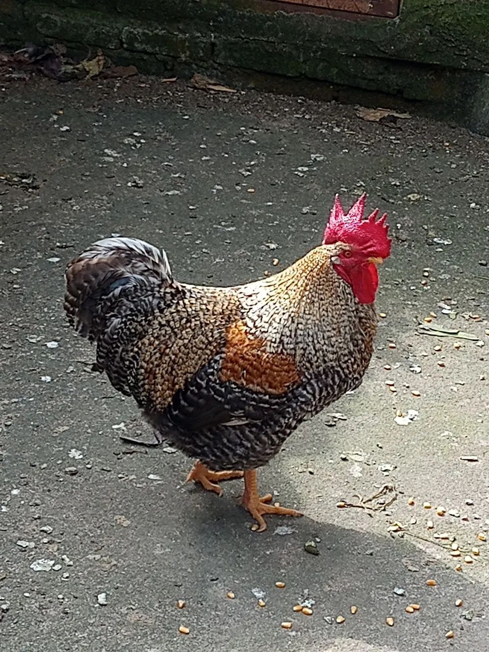 Galos 
