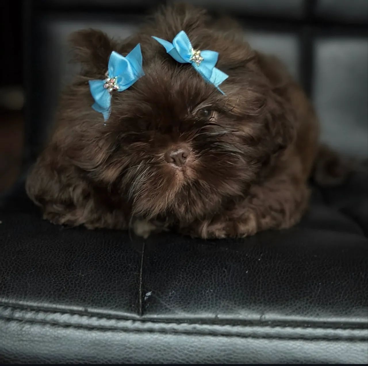 Shih tzu fêmea e macho micro  - Foto 3