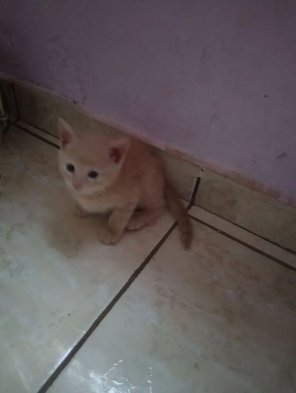Adoção responsável  - Foto 3