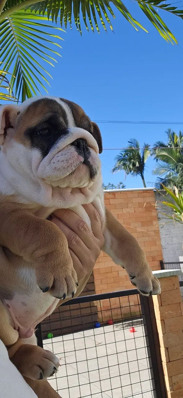 Bulldog Inglês macho  - Foto 2
