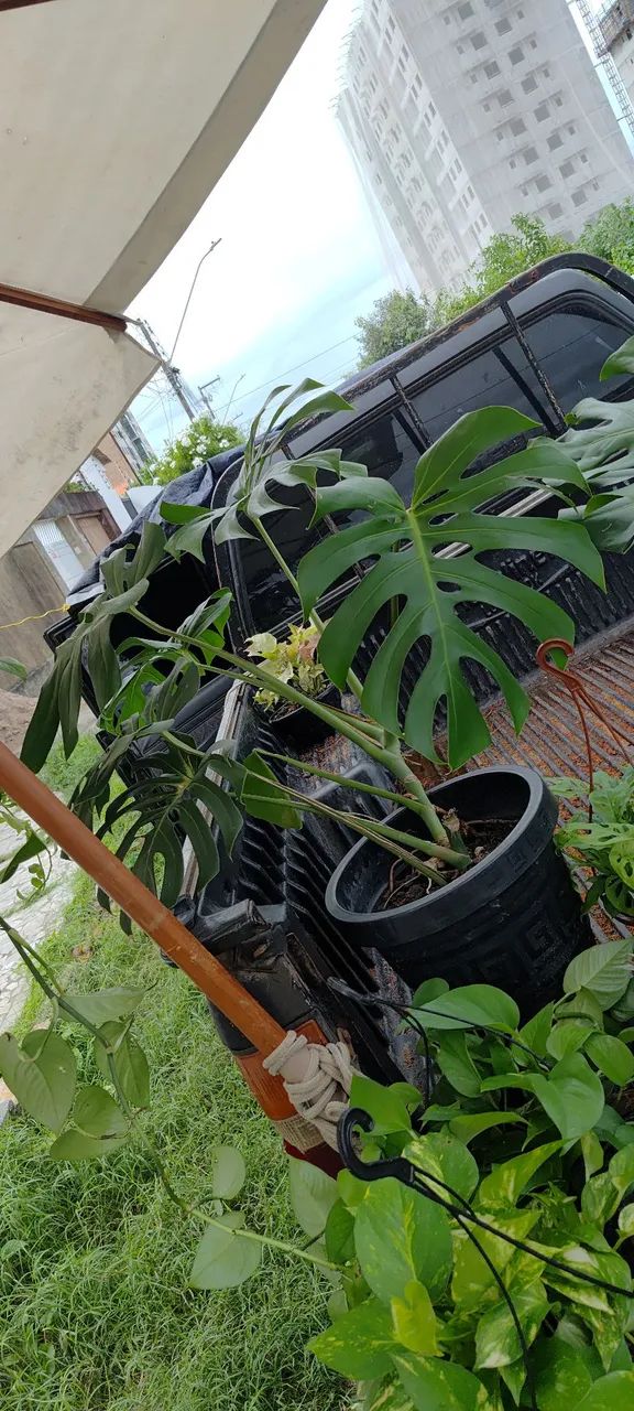 Plantas - Foto 2