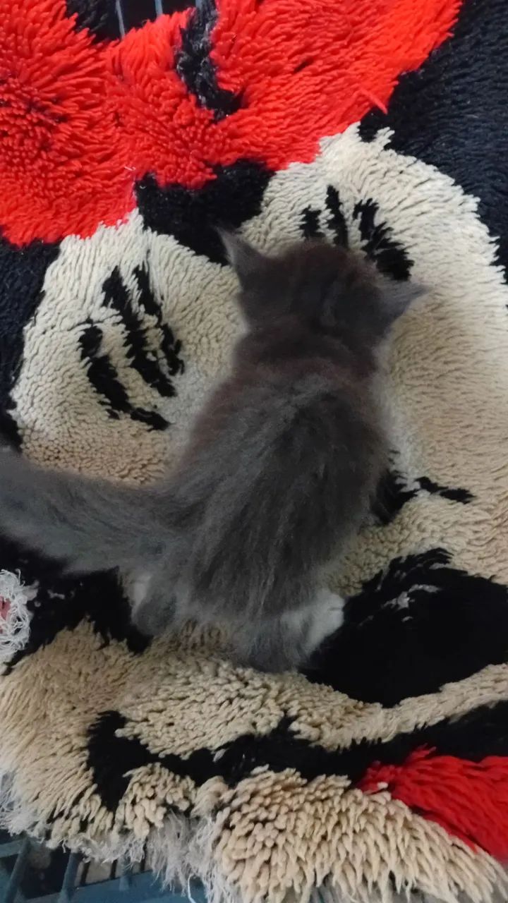 Lindos Filhotes de gato Raça Maine  - Foto 5