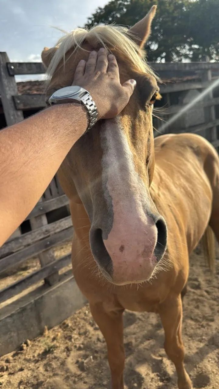 Cavalo Quarto de Milha - Pelagem Palomino - Foto 5