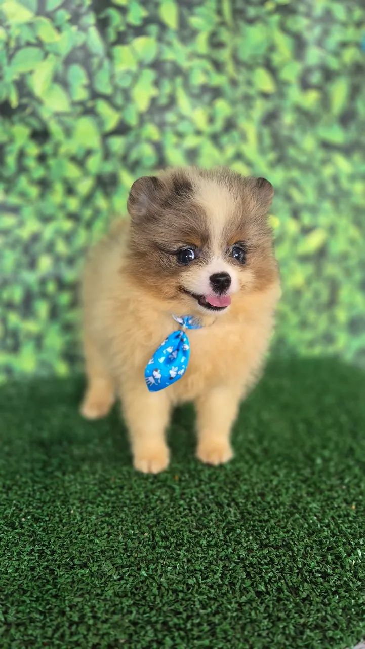 Macho de Spitz Alemao - Foto 3