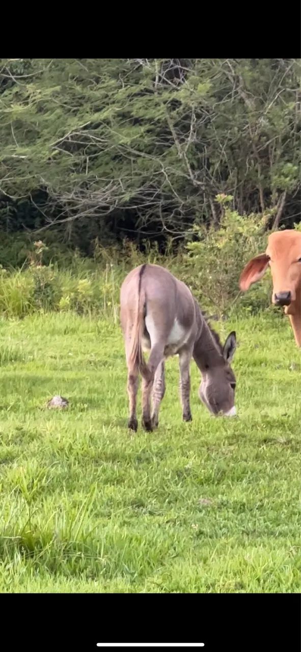 Jumentinha a venda  - Foto 4