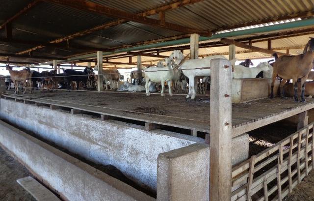 Fazenda Fernando Pedrosa, 489 Hectares, Escriturada, 7km Rio Pajeú, Açude, Casa Sede