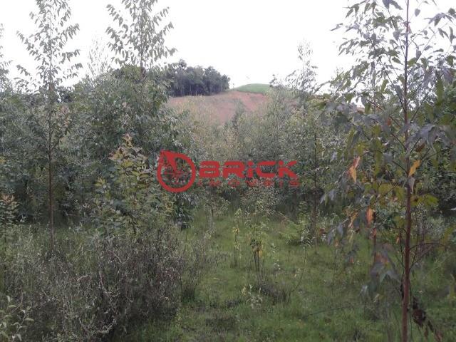 Terreno com 40.000m² e com 5.000 pés de eucalipto em papucaia - Foto 4