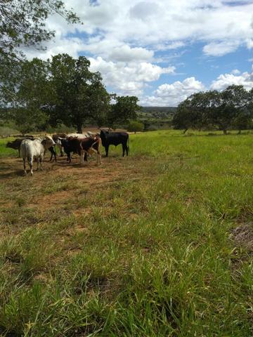 Fazenda em Ribeira do Pombal - Foto 15
