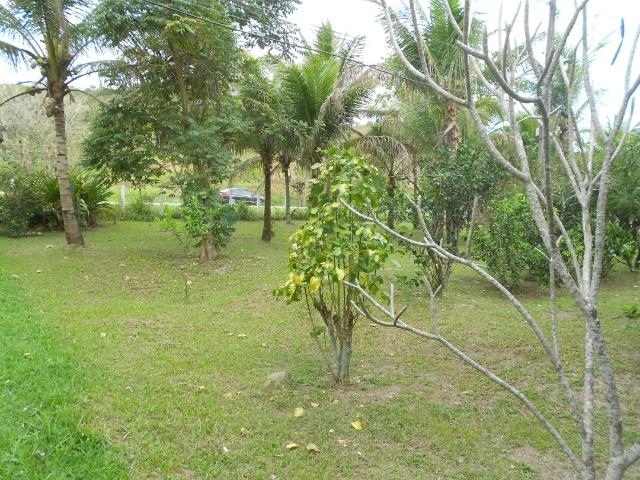 Caetano Imóveis - Sítio todo arborizado, plano e com acesso asfaltado (confira!) - Foto 11