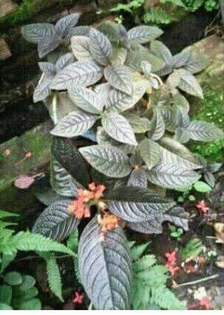 Plantas - Foto 3
