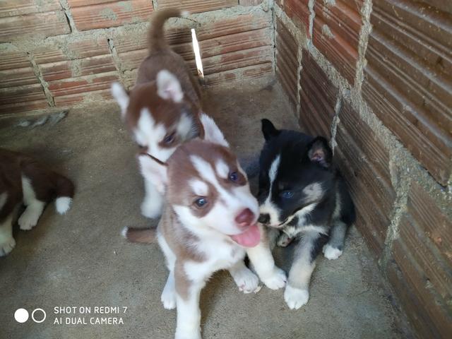 Filhotes de Husky Siberiano - Foto 4