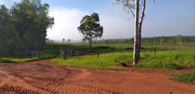 Fazenda de 1.200 há em Juscimeira - MT - Foto 4
