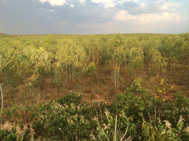 Fazenda de 1.200 há em Juscimeira - MT - Foto 5