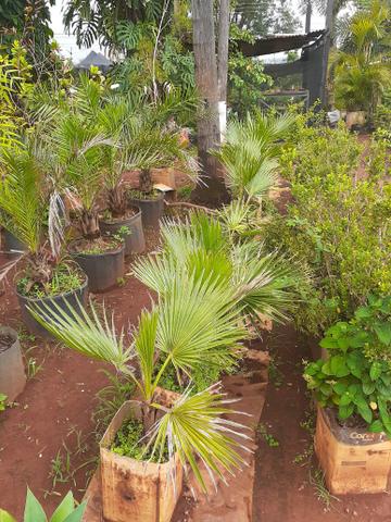 Vendo floricultura montada zap * - Foto 4
