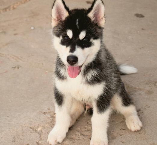 Filhotes de Husky Siberiano com pedigree