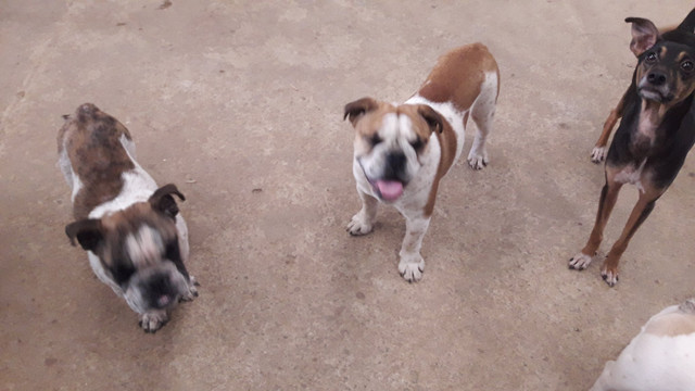 Bulldog inglês - Foto 3