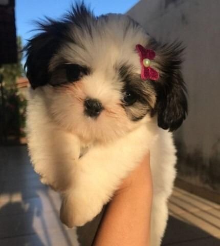 Shih Tzu baby face 