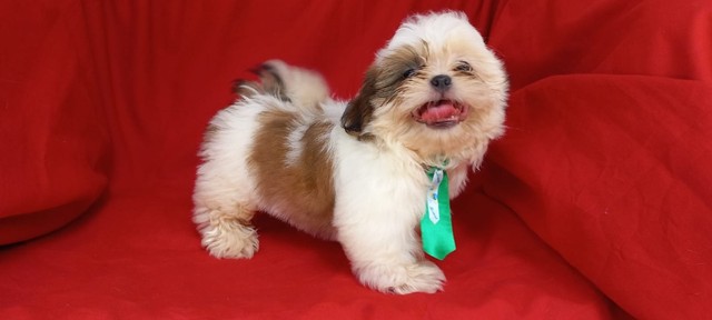 shih tzu macho (Prontos!) Vacinado e com Pedigree. Em 12 x sem juros