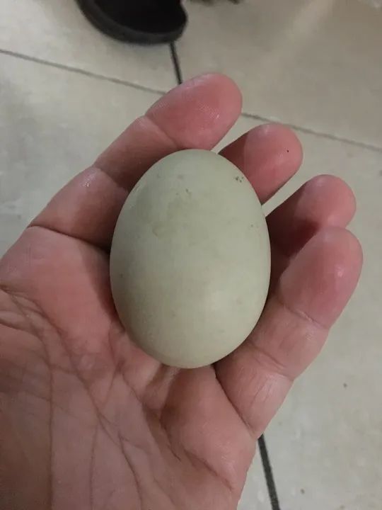 Vendo 2 galos e 2 galinhas da raça ameuracanas ovos verdes  - Foto 6