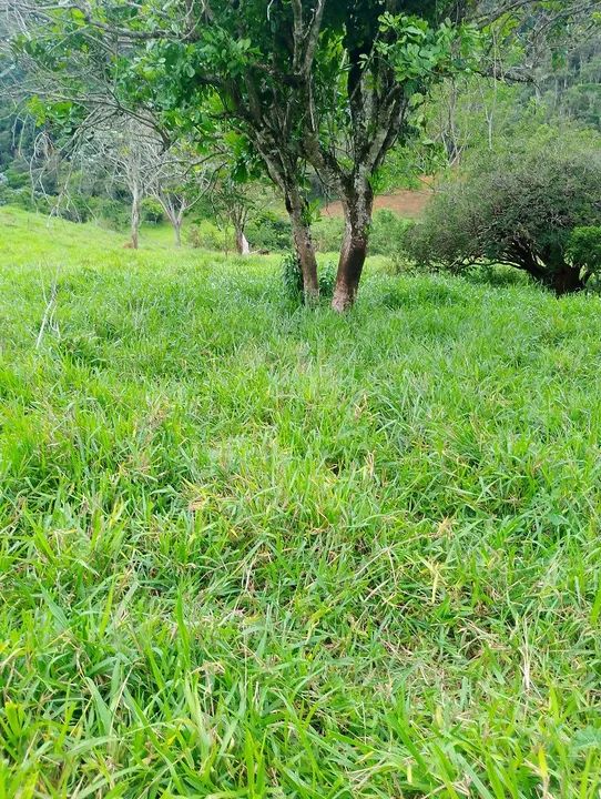 Fazenda a venda  - Foto 10