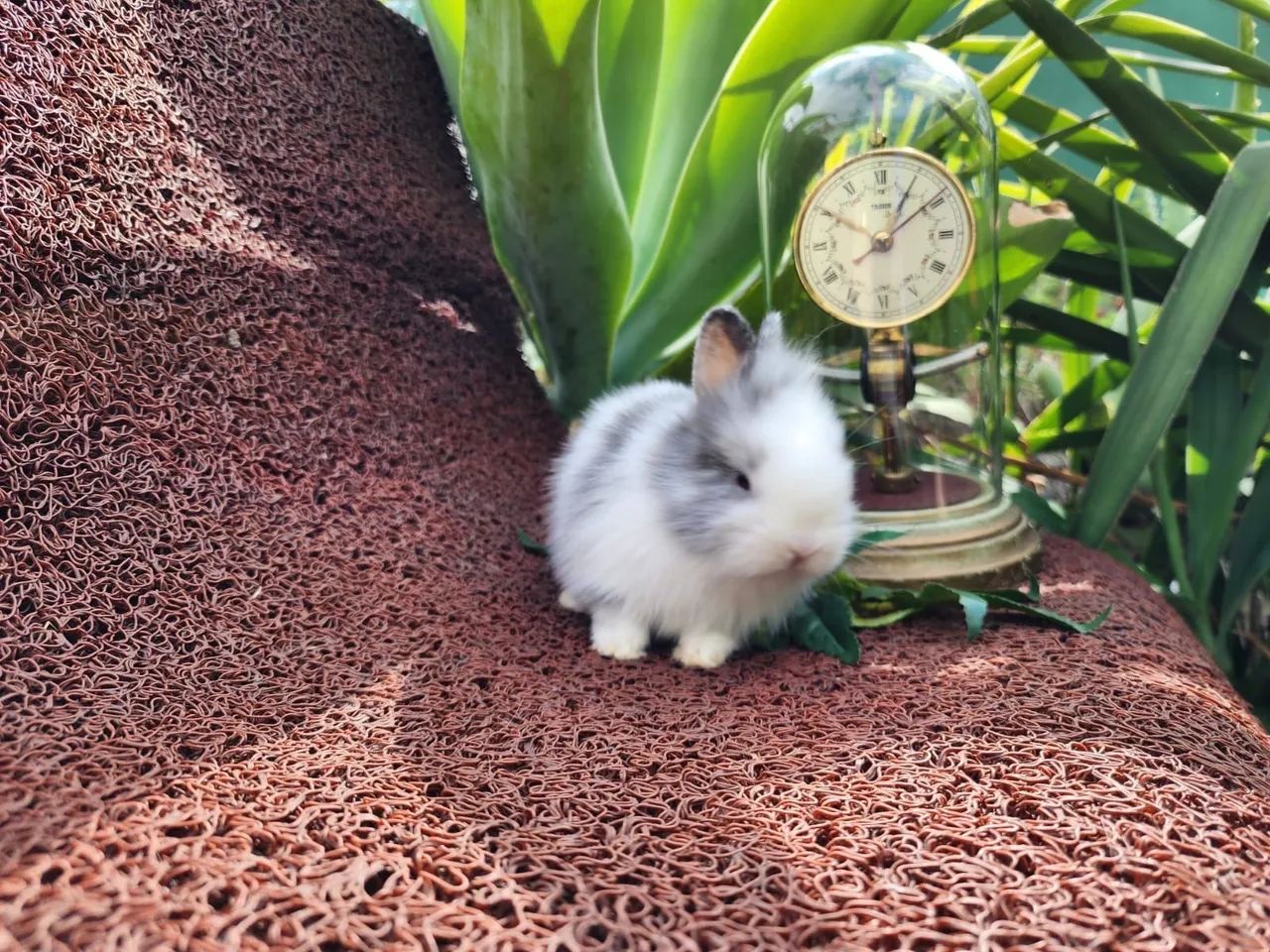 Filhotes Disponíveis de Mini Coelhos Mini Lion 