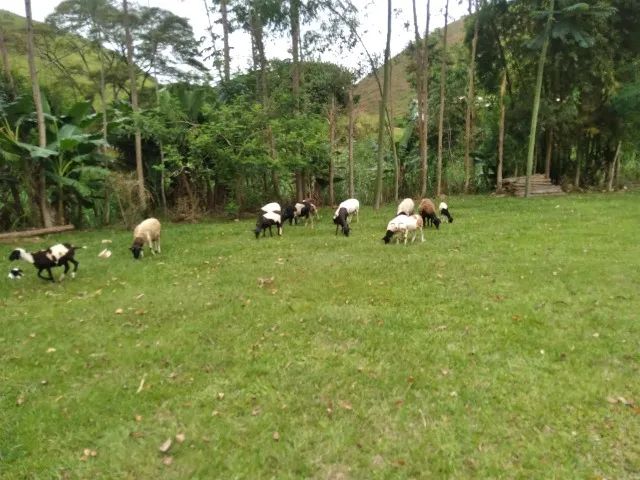 Vendo ovelhas e carneiros