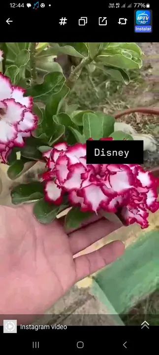 Muda de Adenium Obesum Flor Branca rosa   preta todas as cores  - Foto 2