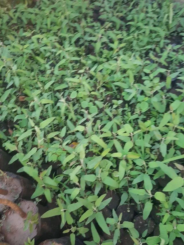 Mudas de eucalipto citriodora ou eucalipto cheiroso  - Foto 2