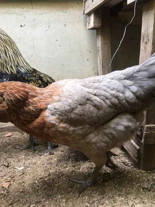 Vendo 2 galos e 2 galinhas da raça ameuracanas ovos verdes  - Foto 4