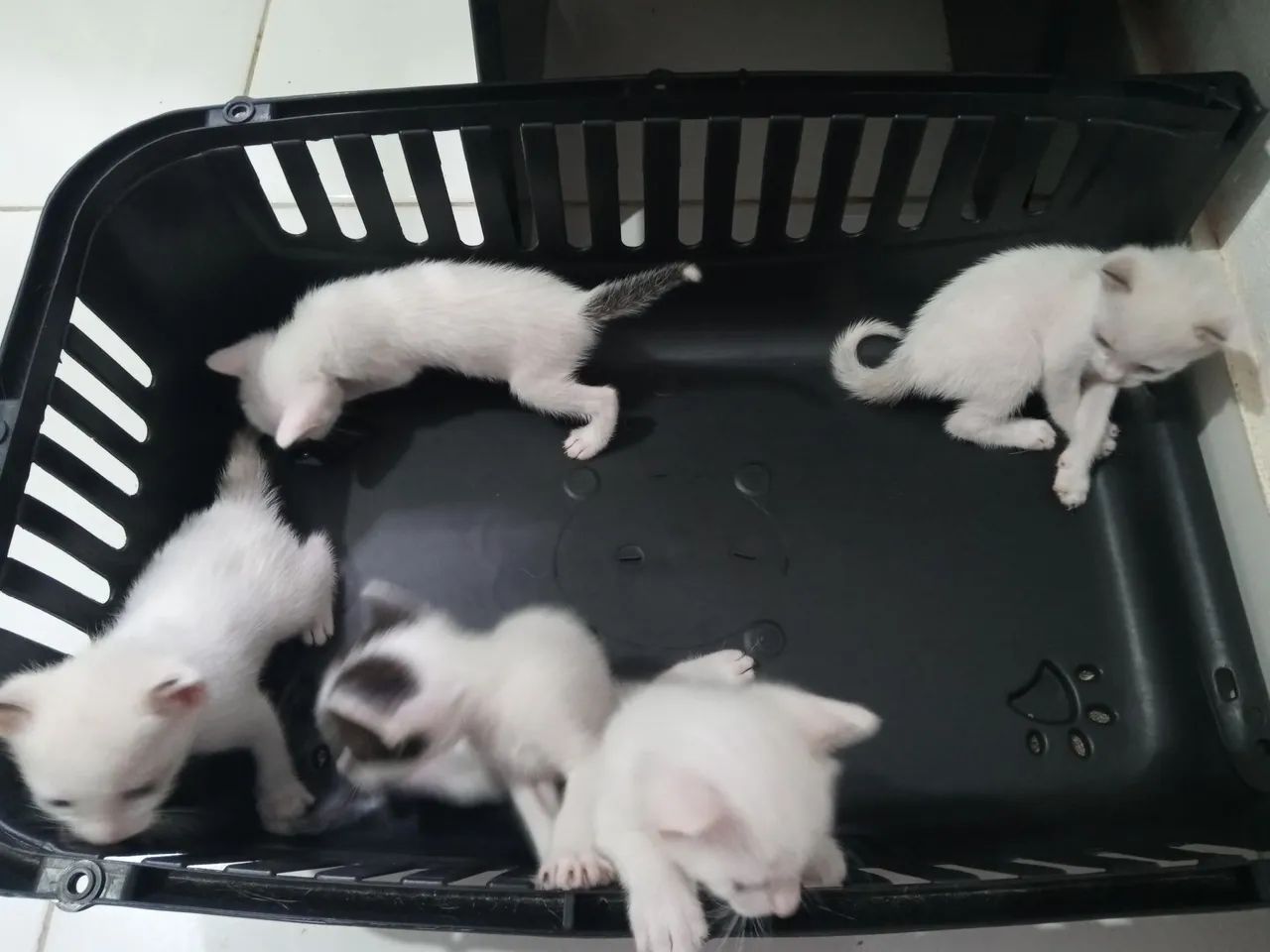 Gatos filhotes - Foto 2