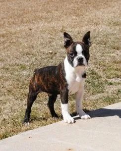 Boston terrier best sale for sale olx