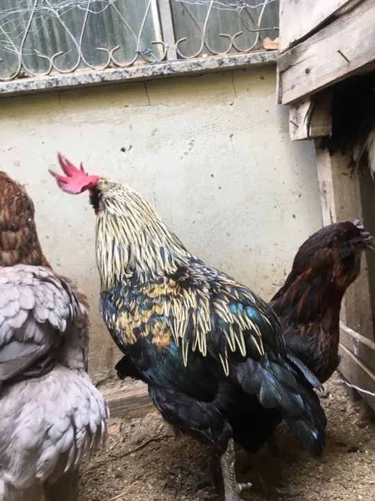 Vendo 2 galos e 2 galinhas da raça ameuracanas ovos verdes  - Foto 2
